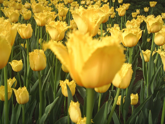 Обои картинки фото цветы, тюльпаны