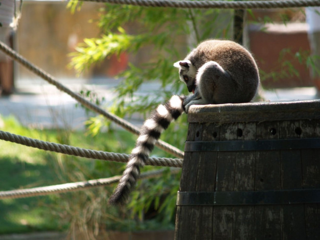 Обои картинки фото животные, лемуры