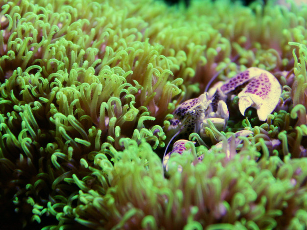 Обои картинки фото животные, морская, фауна