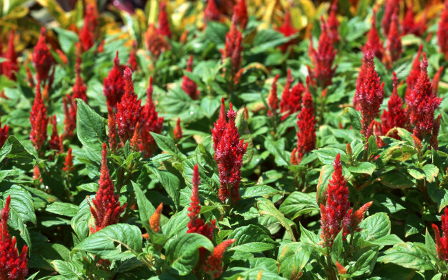 Обои картинки фото цветы, амаранты