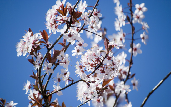 Обои картинки фото цветы, цветущие, деревья, кустарники