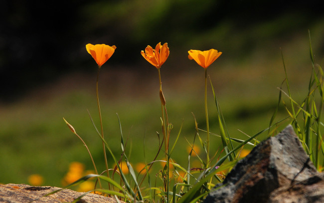 Обои картинки фото цветы, эшшольция