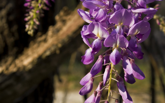 Обои картинки фото цветы, глициния