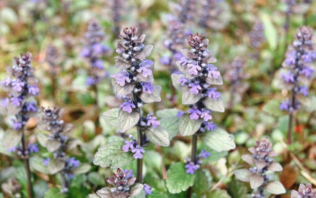 Обои картинки фото цветы, луговые, полевые