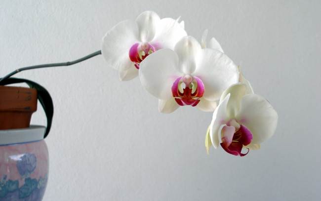 Обои картинки фото цветы, орхидеи