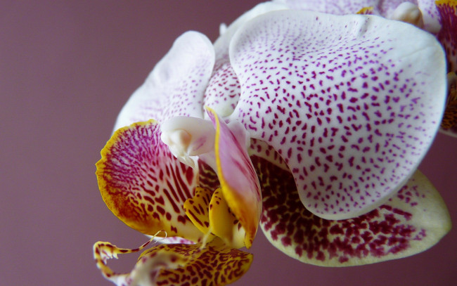 Обои картинки фото цветы, орхидеи