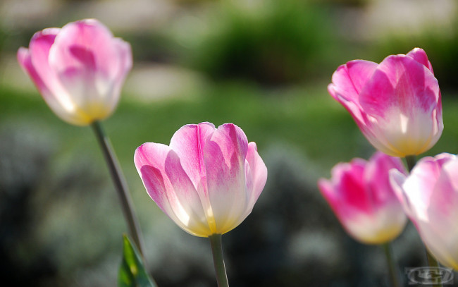 Обои картинки фото цветы, тюльпаны