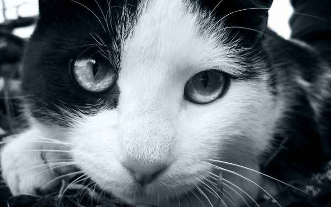 Обои картинки фото животные, коты