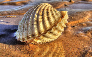 Картинка разное ракушки кораллы декоративные spa камни