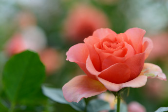 Картинка цветы розы лепестки бутон