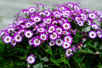 Картинка цветы цинерария пестрый