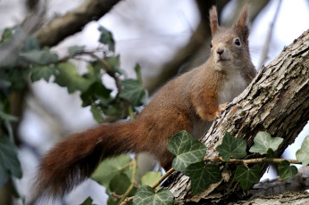 Картинка животные белки дерево рыжий зверек
