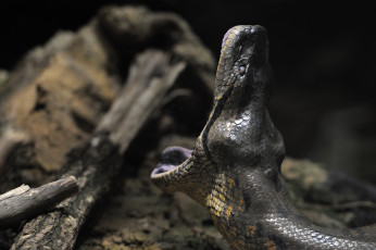 Картинка животные змеи питоны кобры пасть