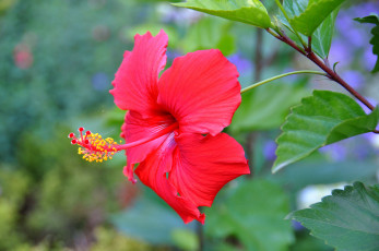 Картинка цветы гибискусы красный