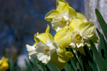 Картинка цветы нарциссы желтый