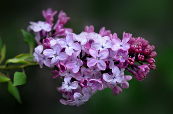Картинка цветы сирень макро сиреневый