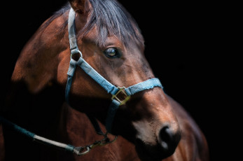 Картинка животные лошади гнедой морда красавец