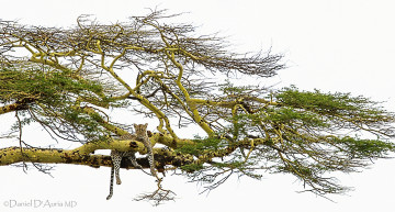 Картинка животные леопарды дерево кошка