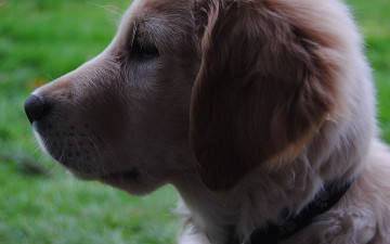 Картинка животные собаки собака