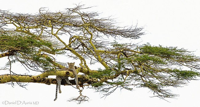 Обои картинки фото животные, леопарды, дерево, кошка