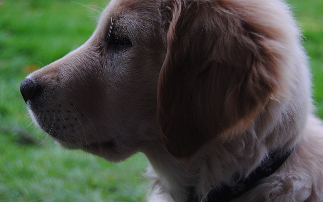 Обои картинки фото животные, собаки, собака