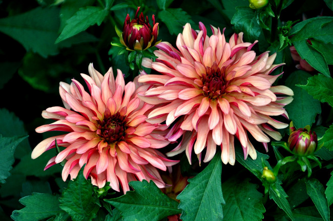 Обои картинки фото цветы, георгины, лепестки, парочка