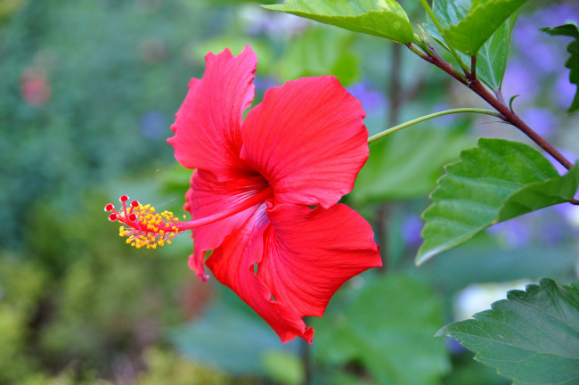 Обои картинки фото цветы, гибискусы, красный