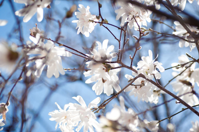 Обои картинки фото цветы, магнолии, ветки, весна