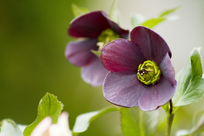 Обои картинки фото цветы, геллеборус, морозник, макро