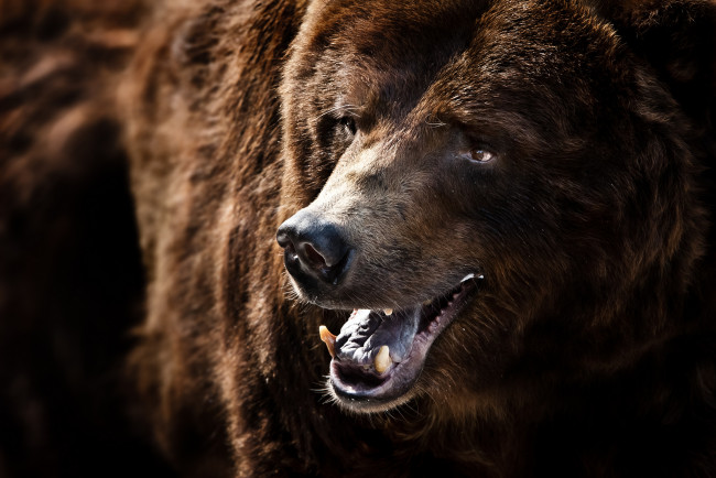 Обои картинки фото животные, медведи, пасть, бурый, портрет