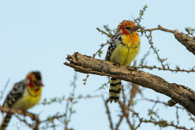 Обои картинки фото животные, птицы, яркий, перья