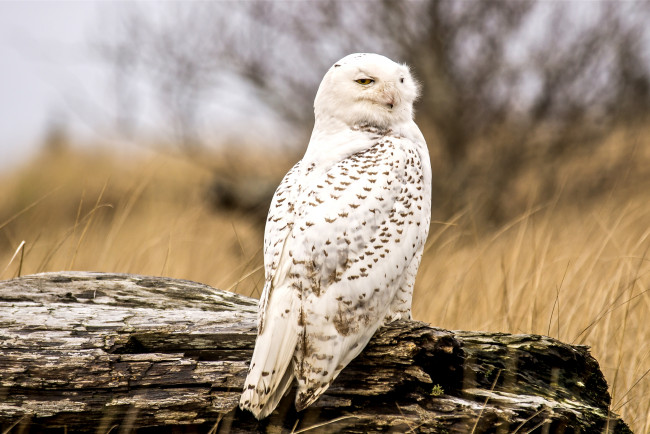 Обои картинки фото животные, совы, полярная, сова, перья