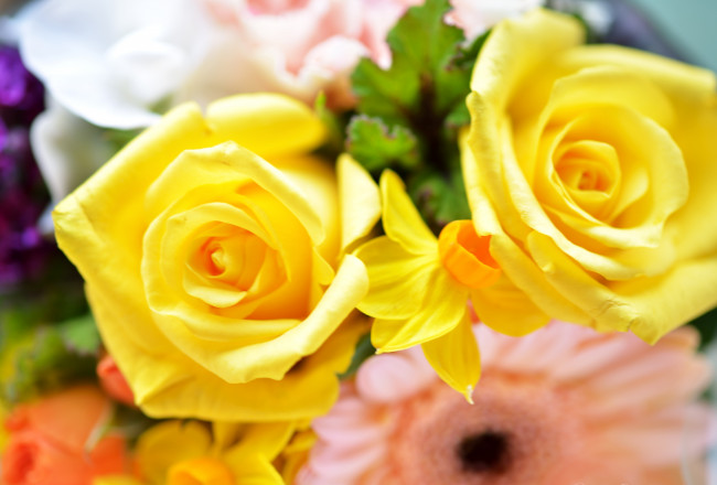 Обои картинки фото цветы, разные, вместе, розы, герберы