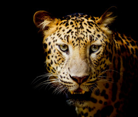 Картинка животные леопарды темный фон леопард