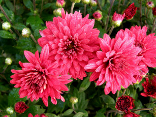 обоя цветы, хризантемы, хризантема, розовая