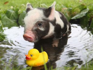 Картинка животные свиньи +кабаны лужа игрушка уточка поросёнок