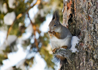 Картинка животные белки зверек