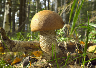 Картинка природа грибы крепыш