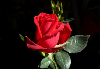 Картинка цветы розы красный