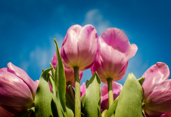 Картинка цветы тюльпаны розовый