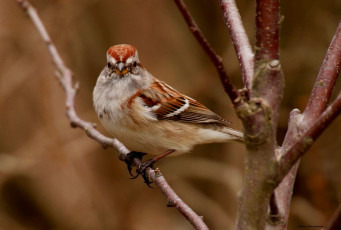 Картинка животные воробьи птица ветки дерево