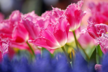 Картинка цветы тюльпаны розовый