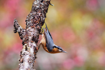 Картинка животные поползни птичка