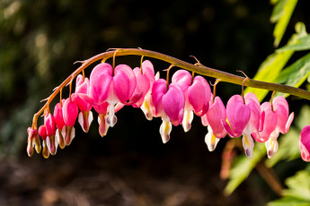Картинка цветы дицентра+ разбитое+сердце розовая дицентра листья
