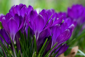 Картинка цветы крокусы листья фиолетовые