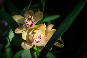 Картинка цветы орхидеи экзотика