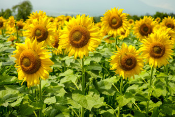 Картинка цветы подсолнухи желтый