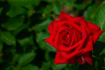 Картинка цветы розы королева