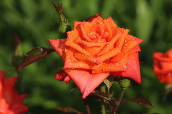 Картинка цветы розы оранжевый