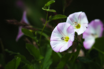 Картинка цветы вьюнки +ипомеи вьнок